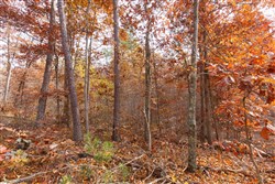 Hawkcrest Tract 46