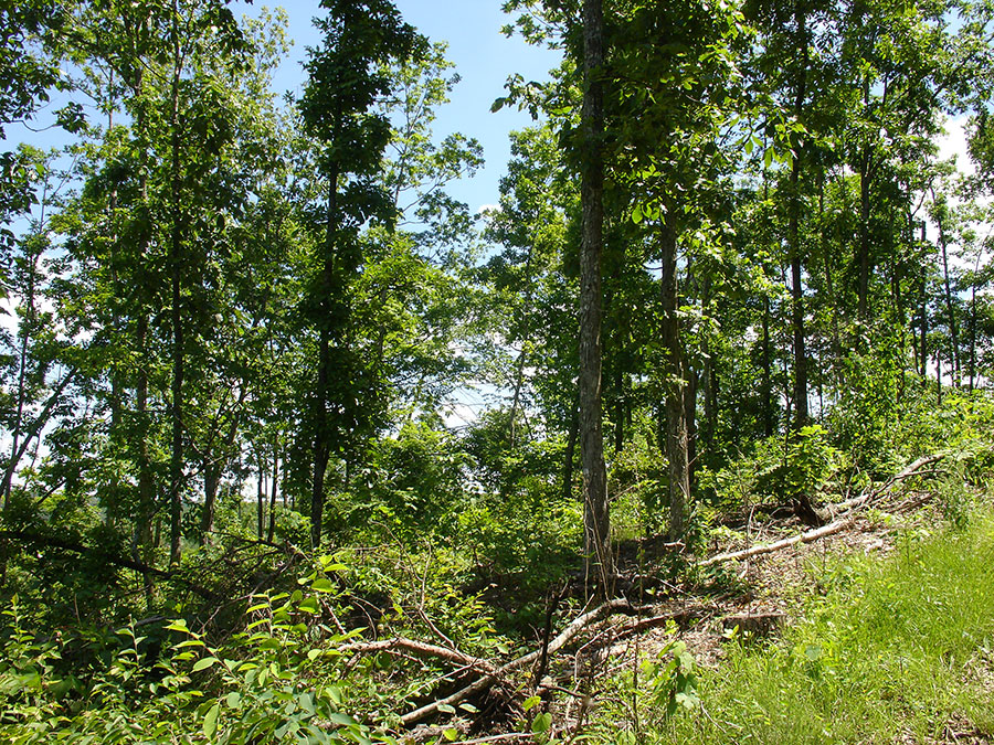 Tract 12 at Antler Ridge in Shannon County, Missouri