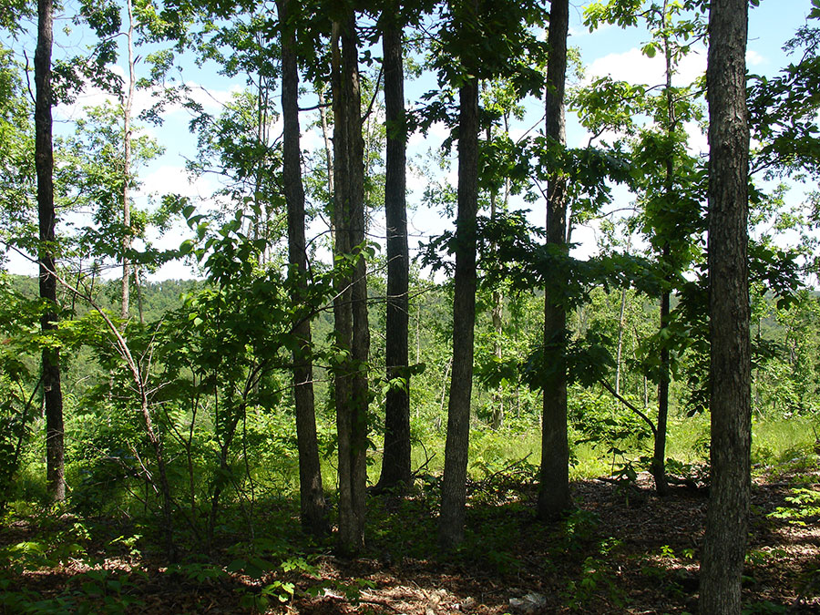 Tract 14 at Antler Ridge in Shannon County, Missouri