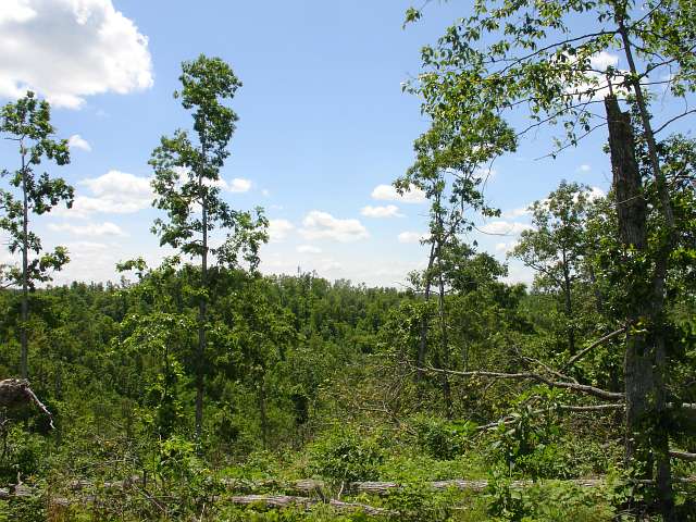 Tract 15 at Antler Ridge in Shannon County, Missouri