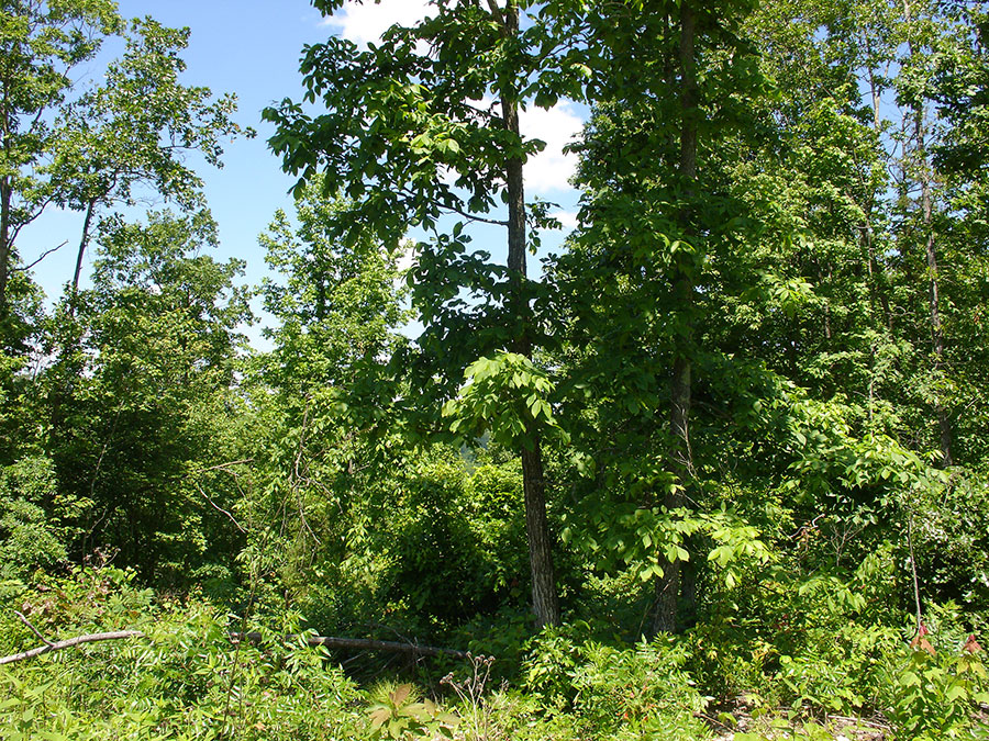 Tract 17 at Antler Ridge in Shannon County, Missouri