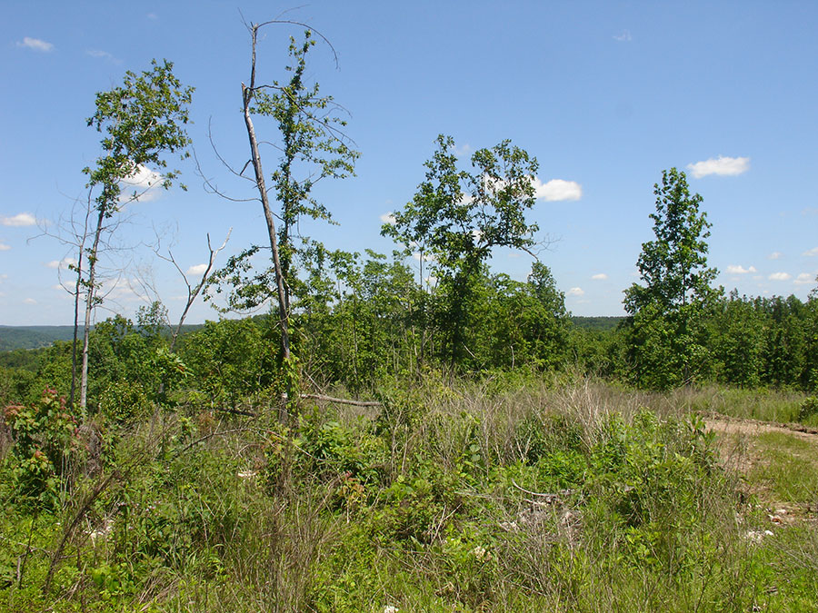 Tract 18 at Antler Ridge in Shannon County, Missouri