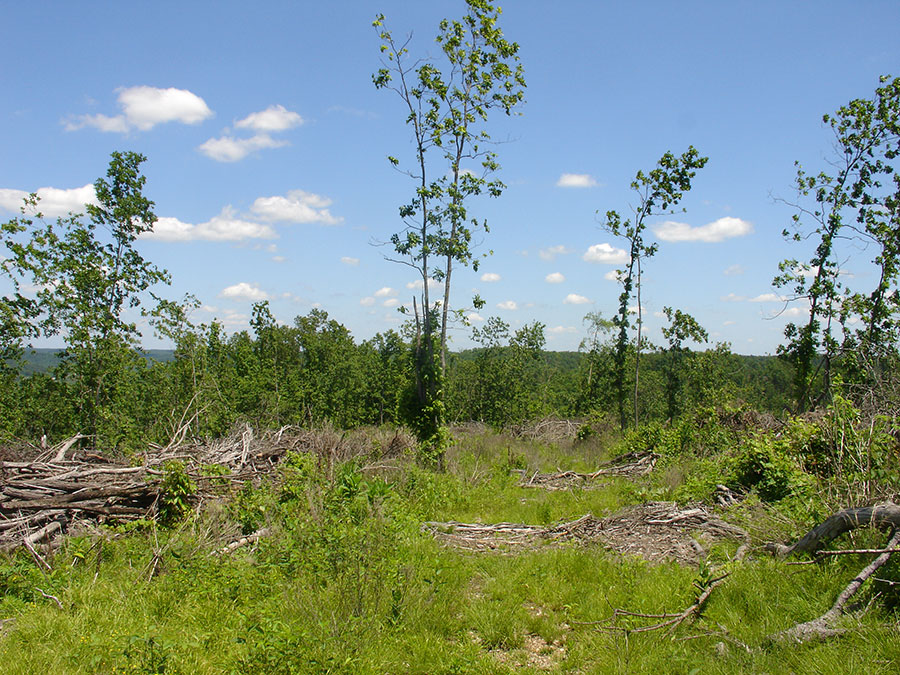 Tract 19 at Antler Ridge in Shannon County, Missouri