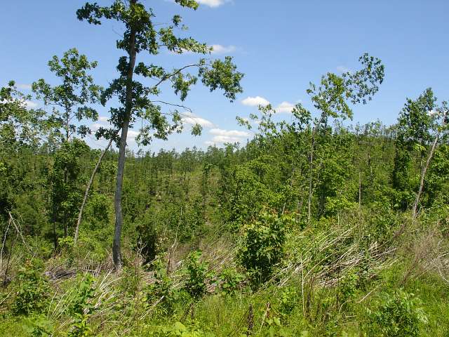 Tract 21 at Antler Ridge in Shannon County, Missouri