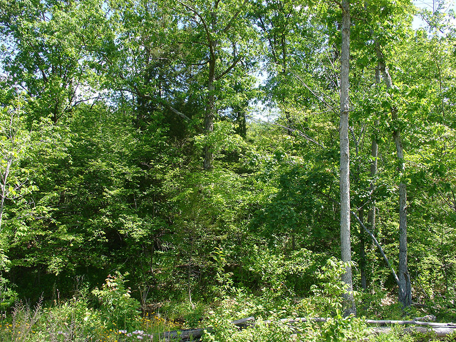 Tract 22 at Antler Ridge in Shannon County, Missouri