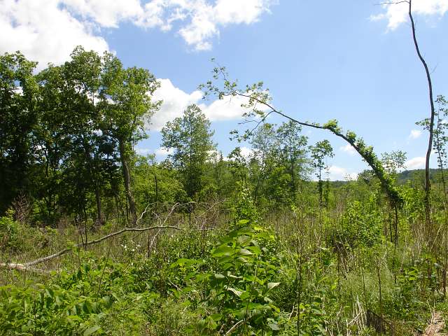Tract 23 at Antler Ridge in Shannon County, Missouri