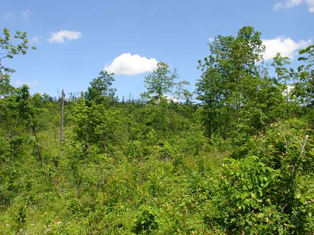 Tract 25 at Antler Ridge in Shannon County, Missouri