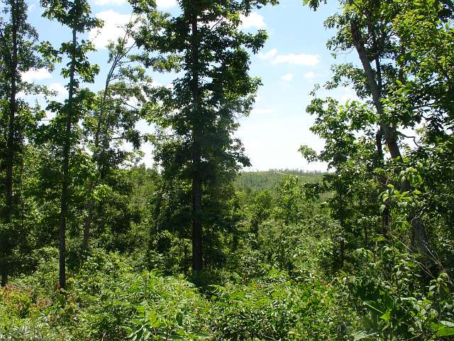 Tract 26 at Antler Ridge in Shannon County, Missouri