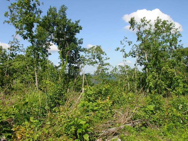 Tract 28 at Antler Ridge in Shannon County, Missouri