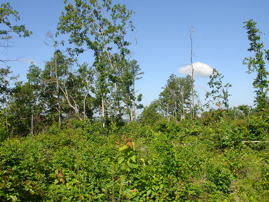 Tract 29 at Antler Ridge in Shannon County, Missouri