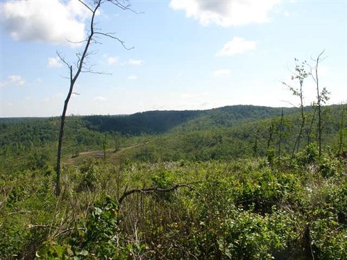 Antler Ridge Tract 31