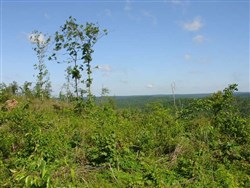 Antler Ridge Tract 31
