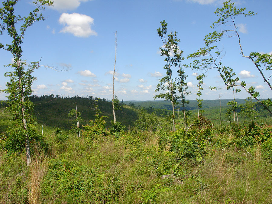 Tract 33 at Antler Ridge in Shannon County, Missouri