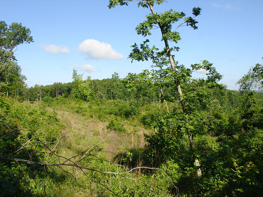 Tract 35 at Antler Ridge in Shannon County, Missouri
