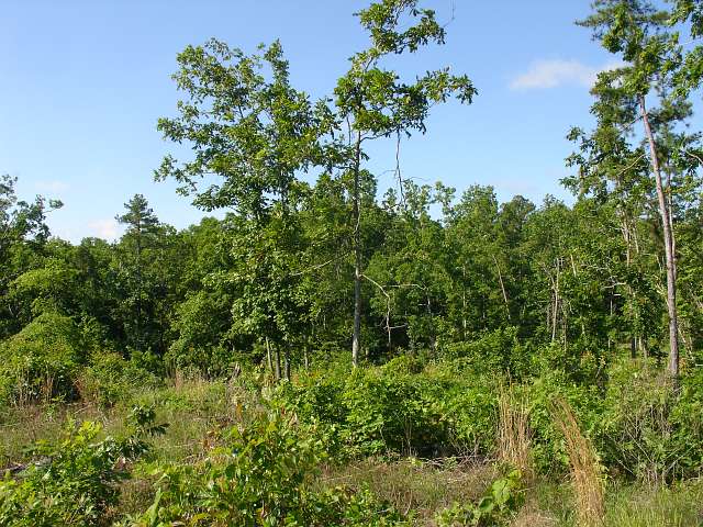 Tract 36 at Antler Ridge in Shannon County, Missouri