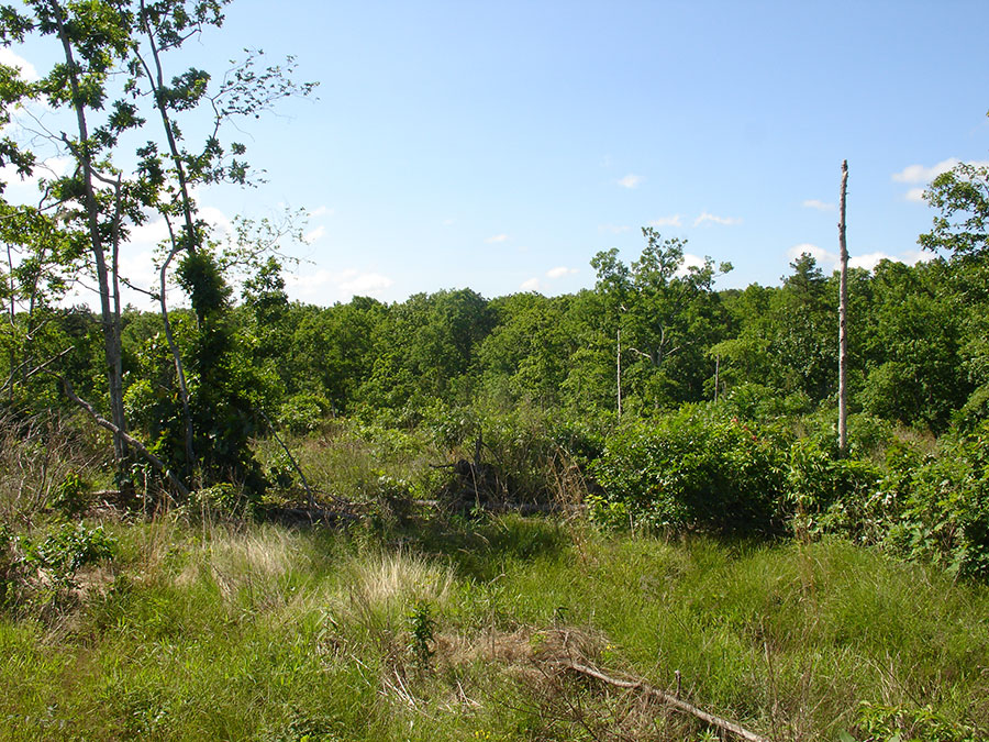 Tract 37 at Antler Ridge in Shannon County, Missouri