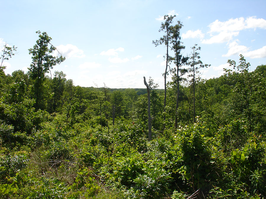 Tract 38 at Antler Ridge in Shannon County, Missouri