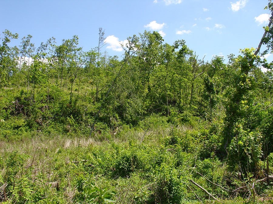 Tract 5 at Antler Ridge in Shannon County, Missouri