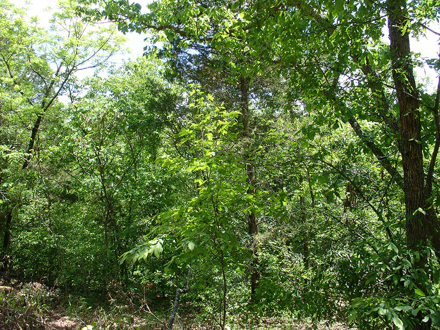Tract 6 at Antler Ridge in Shannon County, Missouri