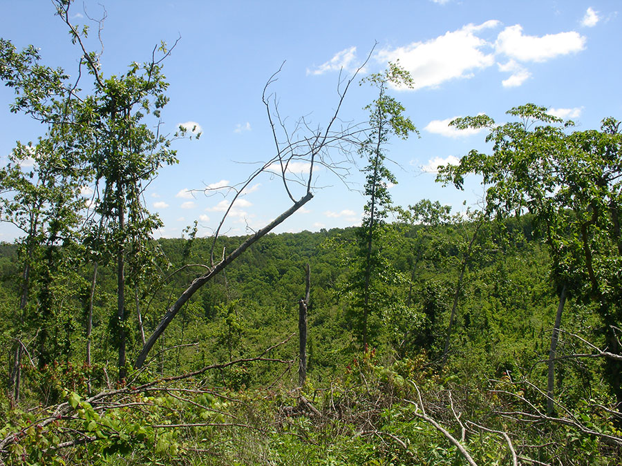 Tract 9 at Antler Ridge in Shannon County, Missouri