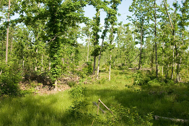 Tract 9 at Blue Sky Ranch in Shannon County, Missouri
