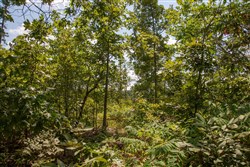 property photo for Borgmanns Hollow Phase I Tract 14, 11.87 acres for sale in Shannon County, Missouri