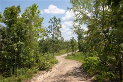 property photo for Borgmanns Hollow Phase I Tract 14, 11.87 acres for sale in Shannon County, Missouri