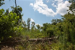 property photo for Borgmanns Hollow Phase I Tract 14, 11.87 acres for sale in Shannon County, Missouri