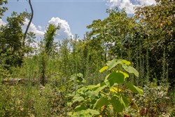 property photo for Borgmanns Hollow Phase I Tract 14, 11.87 acres for sale in Shannon County, Missouri