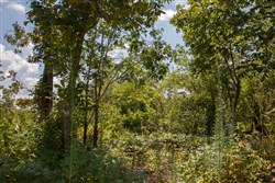 property photo for Borgmanns Hollow Phase I Tract 15, 13.28 acres for sale in Shannon County, Missouri