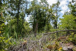 property photo for Borgmanns Hollow Phase I Tract 15, 13.28 acres for sale in Shannon County, Missouri