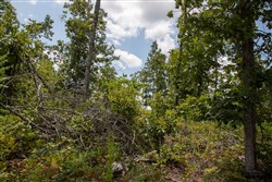 property photo for Borgmanns Hollow Phase I Tract 15, 13.28 acres for sale in Shannon County, Missouri