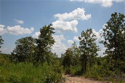 property photo for Borgmanns Hollow Phase I Tract 15, 13.28 acres for sale in Shannon County, Missouri