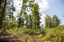 property photo for Borgmanns Hollow Phase I Tract 15, 13.28 acres for sale in Shannon County, Missouri