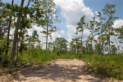 Borgmanns Hollow Phase I Tract 16