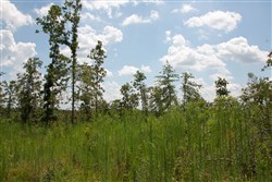 Borgmanns Hollow Phase I Tract 16