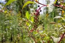 Borgmanns Hollow Phase I Tract 16