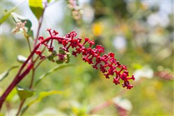 Borgmanns Hollow Phase I Tract 16