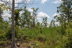 Borgmanns Hollow Phase I Tract 16