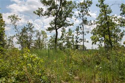 Borgmanns Hollow Phase I Tract 16