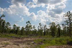 property photo for Borgmanns Hollow Phase I Tract 17, 5.37 acres for sale in Shannon County, Missouri