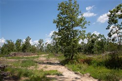 property photo for Borgmanns Hollow Phase I Tract 17, 5.37 acres for sale in Shannon County, Missouri