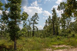 property photo for Borgmanns Hollow Phase I Tract 17, 5.37 acres for sale in Shannon County, Missouri