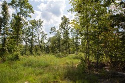property photo for Borgmanns Hollow Phase I Tract 17, 5.37 acres for sale in Shannon County, Missouri