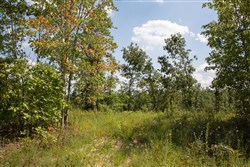 property photo for Borgmanns Hollow Phase I Tract 17, 5.37 acres for sale in Shannon County, Missouri