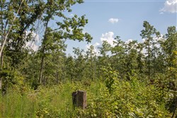 property photo for Borgmanns Hollow Phase I Tract 18, 7.45 acres for sale in Shannon County, Missouri