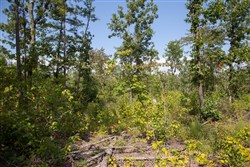 property photo for Borgmanns Hollow Phase I Tract 18, 7.45 acres for sale in Shannon County, Missouri