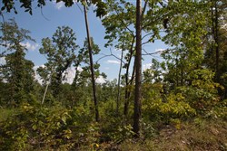 property photo for Borgmanns Hollow Phase I Tract 18, 7.45 acres for sale in Shannon County, Missouri