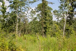 property photo for Borgmanns Hollow Phase I Tract 18, 7.45 acres for sale in Shannon County, Missouri