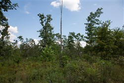 property photo for Borgmanns Hollow Phase I Tract 19, 7.89 acres for sale in Shannon County, Missouri